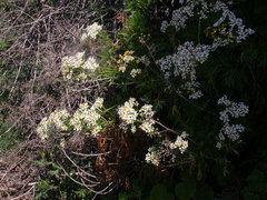 Image of Gonospermum ferulaceum