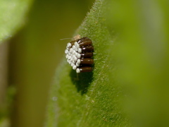 Rhynocoris erythropus