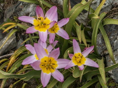 Tulipa saxatilis