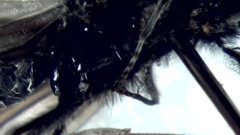 Ceraclea nigronervosa