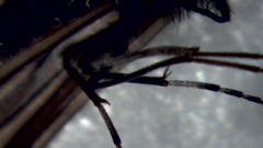 Ceraclea nigronervosa