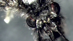 Ceraclea nigronervosa