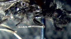 Ceraclea nigronervosa