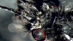 Ceraclea nigronervosa