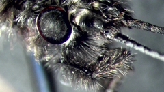 Ceraclea nigronervosa