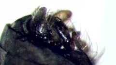 Ceraclea nigronervosa