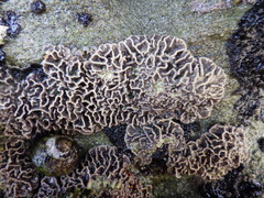Lithophyllum byssoides