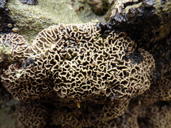 Lithophyllum byssoides