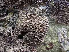 Lithophyllum byssoides
