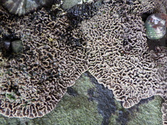 Lithophyllum byssoides