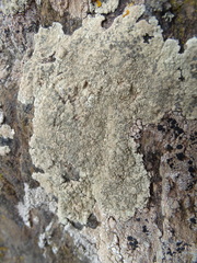 Lecanora sulphurea