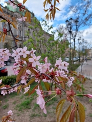 Prunus