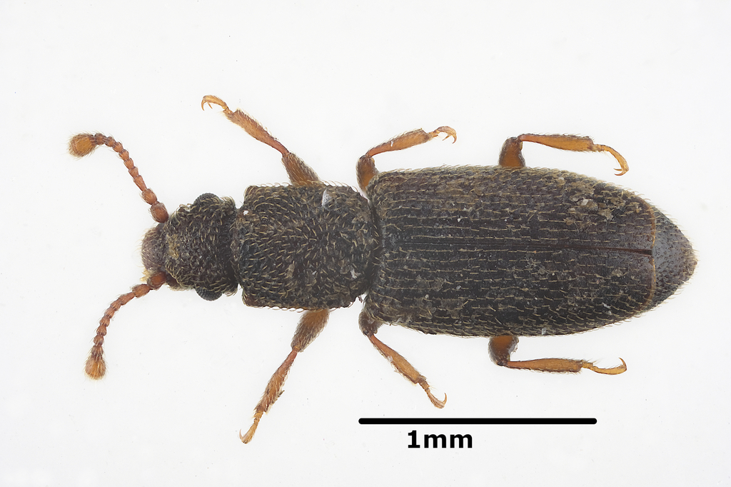 Monotoma brevicollis