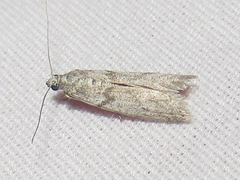Myelopsis alatella