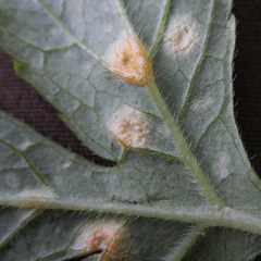 Puccinia hydrophylli