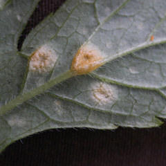Puccinia hydrophylli
