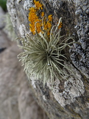 Ramalina cuspidata