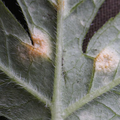 Puccinia hydrophylli