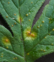 Puccinia hydrophylli