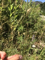 Centaurea margaritacea