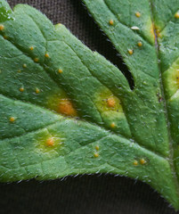 Puccinia hydrophylli