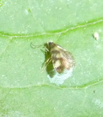 Micropterigidae