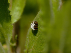Rhynocoris erythropus