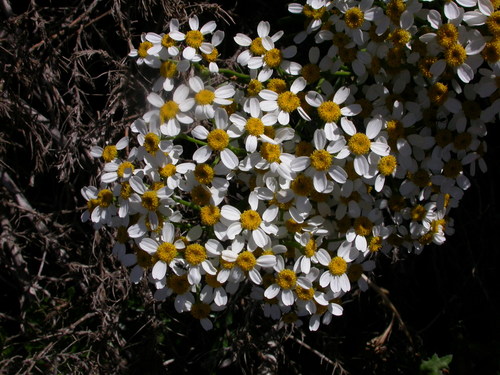 Gonospermum ferulaceum image