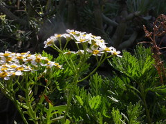 Gonospermum ferulaceum image
