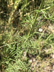 Centaurea margaritacea