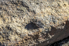 Maoricicada cassiope