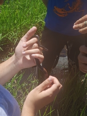 Liodytes pygaea pygaea