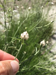 Centaurea margaritacea