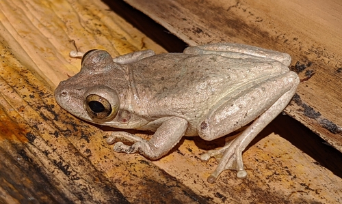 Cuban Tree Frog, photo 4 of 10