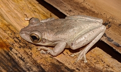 Cuban Treefrog photo 2