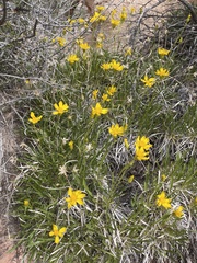 Stenotus armerioides