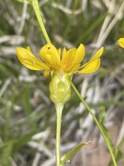 Stenotus armerioides