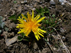 Taraxacum alpinum