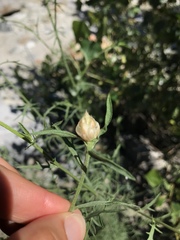 Centaurea margaritacea