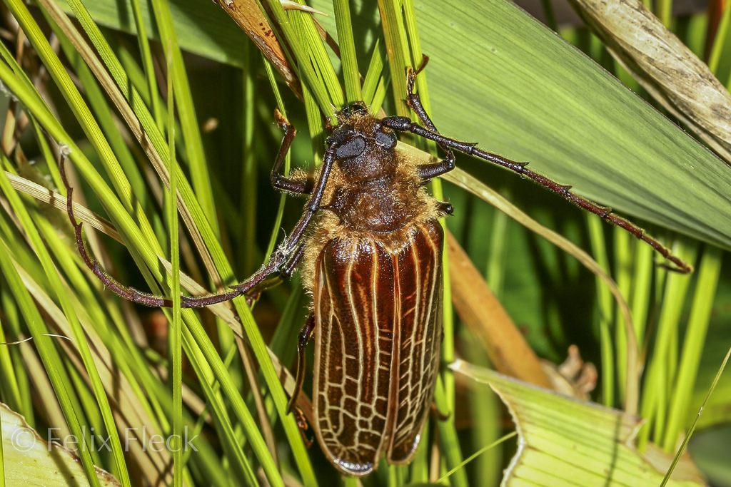 Prionoplus