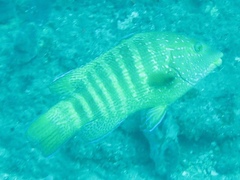 Anchichoerops natalensis