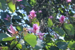 Papilio ophidicephalus