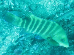 Anchichoerops natalensis
