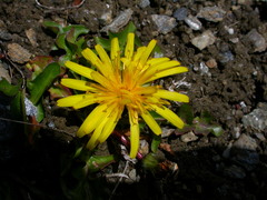 Taraxacum alpinum