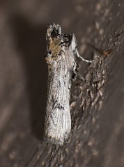 Melitara subumbrella