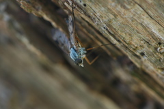Rhagio
