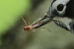 Mesostenus thoracicus