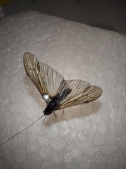 Ceraclea nigronervosa