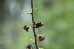 Asimina triloba