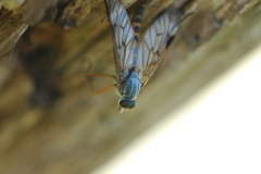 Rhagio